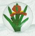 Iris Bowl with Back Light